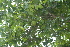  (Strychnos spinosa - OM2438)  @11 [ ] CreativeCommons - Attribution Non-Commercial Share-Alike (2011) Olivier Maurin University of Johannesburg