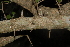  (Dovyalis xanthocarpa - OM2442)  @11 [ ] CreativeCommons - Attribution Non-Commercial Share-Alike (2011) Olivier Maurin University of Johannesburg