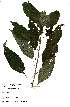  ( - Abbott9111)  @11 [ ] Unspecified (default): All Rights Reserved  Unspecified Unspecified