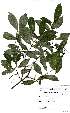  (Cassipourea malosana - Abbott9115)  @11 [ ] Unspecified (default): All Rights Reserved  Unspecified Unspecified