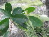  ( - Abbott9126)  @11 [ ] Unspecified (default): All Rights Reserved  Unspecified Unspecified