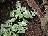  (Allophylus africanus - Abbott9141)  @13 [ ] Unspecified (default): All Rights Reserved  Unspecified Unspecified