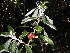  (Solanum giganteum - Abbott9142)  @11 [ ] Unspecified (default): All Rights Reserved  Unspecified Unspecified