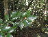  (Nectaropetalum capense - Abbott9146)  @11 [ ] Unspecified (default): All Rights Reserved  Unspecified Unspecified