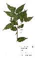  (Drypetes arguta - Abbott9149)  @11 [ ] Unspecified (default): All Rights Reserved  Unspecified Unspecified