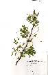  ( - OM0866)  @13 [ ] No Rights Reserved  Unspecified Unspecified