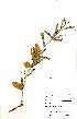  ( - OM1066)  @12 [ ] No Rights Reserved  Unspecified Unspecified