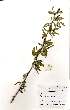  ( - OM1066)  @13 [ ] No Rights Reserved  Unspecified Unspecified