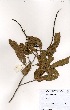  ( - OM1438)  @11 [ ] No Rights Reserved  Unspecified Unspecified