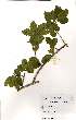  ( - OM1569)  @11 [ ] No Rights Reserved  Unspecified Unspecified