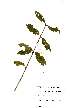  ( - OM1574)  @11 [ ] No Rights Reserved  Unspecified Unspecified