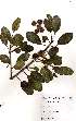  (Ficus burkei f. burkei - OM1576)  @11 [ ] No Rights Reserved  Unspecified Unspecified