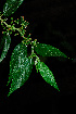  ( - OM1779)  @11 [ ] No Rights Reserved  Unspecified Unspecified