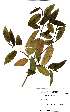  ( - OM1843)  @11 [ ] No Rights Reserved  Unspecified Unspecified