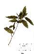  ( - OM1843)  @11 [ ] No Rights Reserved  Unspecified Unspecified