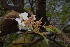  ( - OM2119)  @11 [ ] CreativeCommons - Attribution Non-Commercial Share-Alike (2010) Olivier Maurin University of Johannesburg