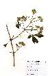  (Vitex payos var. glabrescens - OM2147)  @11 [ ] Unspecified (default): All Rights Reserved  Unspecified Unspecified