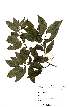  (Nectaropetalum zuluense - OM2161)  @11 [ ] Unspecified (default): All Rights Reserved  Unspecified Unspecified