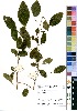  (Acalypha sonderiana - OM2163)  @11 [ ] No Rights Reserved  Unspecified Unspecified