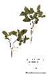  (Cassipourea gerrardi - OM2199)  @11 [ ] Unspecified (default): All Rights Reserved  Unspecified Unspecified
