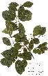  (Millettia usaramensis - OM2222)  @11 [ ] Unspecified (default): All Rights Reserved  Unspecified Unspecified