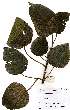  (Macaranga capensis - OM2233)  @11 [ ] Unspecified (default): All Rights Reserved  Unspecified Unspecified