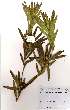  (Leucadendron microcephalum - OM2266)  @11 [ ] Unspecified (default): All Rights Reserved  Unspecified Unspecified