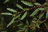  (Salix hirsuta - OM2305)  @11 [ ] CreativeCommons - Attribution Non-Commercial Share-Alike (2010) Olivier Maurin University of Johannesburg