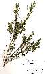  ( - OM2307)  @11 [ ] Unspecified (default): All Rights Reserved  Unspecified Unspecified