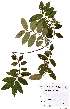  (Grewia microcarpa - OM2324)  @11 [ ] Unspecified (default): All Rights Reserved  Unspecified Unspecified