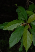  ( - OM2330)  @11 [ ] Unspecified (default): All Rights Reserved  Unspecified Unspecified