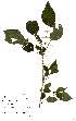  ( - OM2341)  @11 [ ] Unspecified (default): All Rights Reserved  Unspecified Unspecified