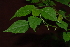  (Acalypha chirindica - OM2341)  @11 [ ] Unspecified (default): All Rights Reserved  Unspecified Unspecified