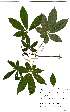  (Bombax rhodognaphaaon - OM2342)  @11 [ ] Unspecified (default): All Rights Reserved  Unspecified Unspecified