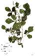  (Allophylus alnifolius - OM2348)  @11 [ ] Unspecified (default): All Rights Reserved  Unspecified Unspecified