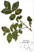  (Zanthoxylum holztianum - OM2357)  @11 [ ] Unspecified (default): All Rights Reserved  Unspecified Unspecified