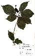  (Mildbraedia - OM2383)  @11 [ ] Unspecified (default): All Rights Reserved  Unspecified Unspecified