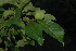  (Excoecaria bussei - OM2385)  @11 [ ] Unspecified (default): All Rights Reserved  Unspecified Unspecified