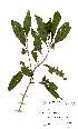  (Solanum tettense var. tettense - OM2422)  @11 [ ] Unspecified (default): All Rights Reserved  Unspecified Unspecified