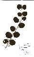  (Dovyalis hispidula - OM2453)  @11 [ ] Unspecified (default): All Rights Reserved  Unspecified Unspecified