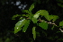  (Carpolobia - OM2459)  @11 [ ] Unspecified (default): All Rights Reserved  Unspecified Unspecified
