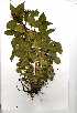  (Acalypha villicaulis - OM0449)  @11 [ ] Unspecified (default): All Rights Reserved  Unspecified Unspecified