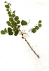  (Phyllanthus pinnatus - OM0843)  @11 [ ] Unspecified (default): All Rights Reserved  Unspecified Unspecified
