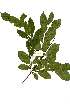  (Combretum celastroides - OM_MvdB28)  @11 [ ] Unspecified (default): All Rights Reserved  Unspecified Unspecified