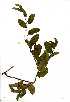  ( - RL1179)  @11 [ ] No Rights Reserved  Unspecified Unspecified