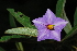  (Solanum campylacanthum - OM0326)  @11 [ ] Unspecified (default): All Rights Reserved  Unspecified Unspecified