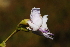  ( - OM0528)  @11 [ ] Unspecified (default): All Rights Reserved  Unspecified Unspecified