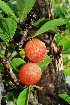  ( - OM0299)  @11 [ ] Unspecified (default): All Rights Reserved  Unspecified Unspecified