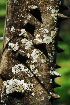  ( - RL1228)  @11 [ ] Unspecified (default): All Rights Reserved  Unspecified Unspecified