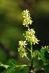  ( - RL1228)  @11 [ ] Unspecified (default): All Rights Reserved  Unspecified Unspecified